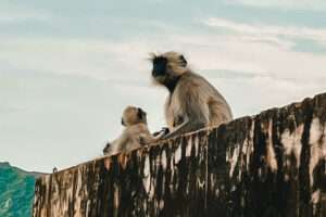 Monos en la India