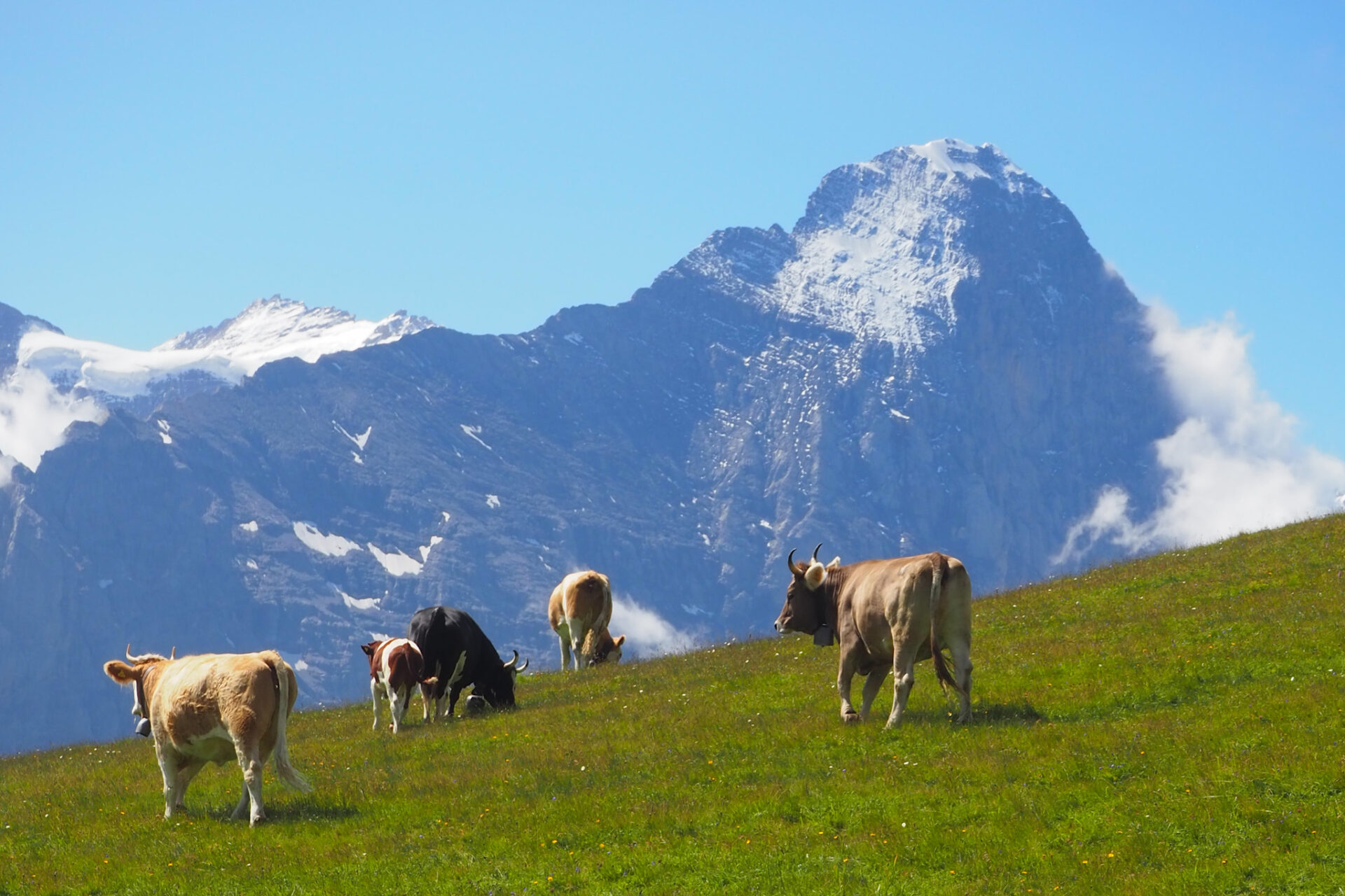 Vacas en First, viaje en camper por Suiza