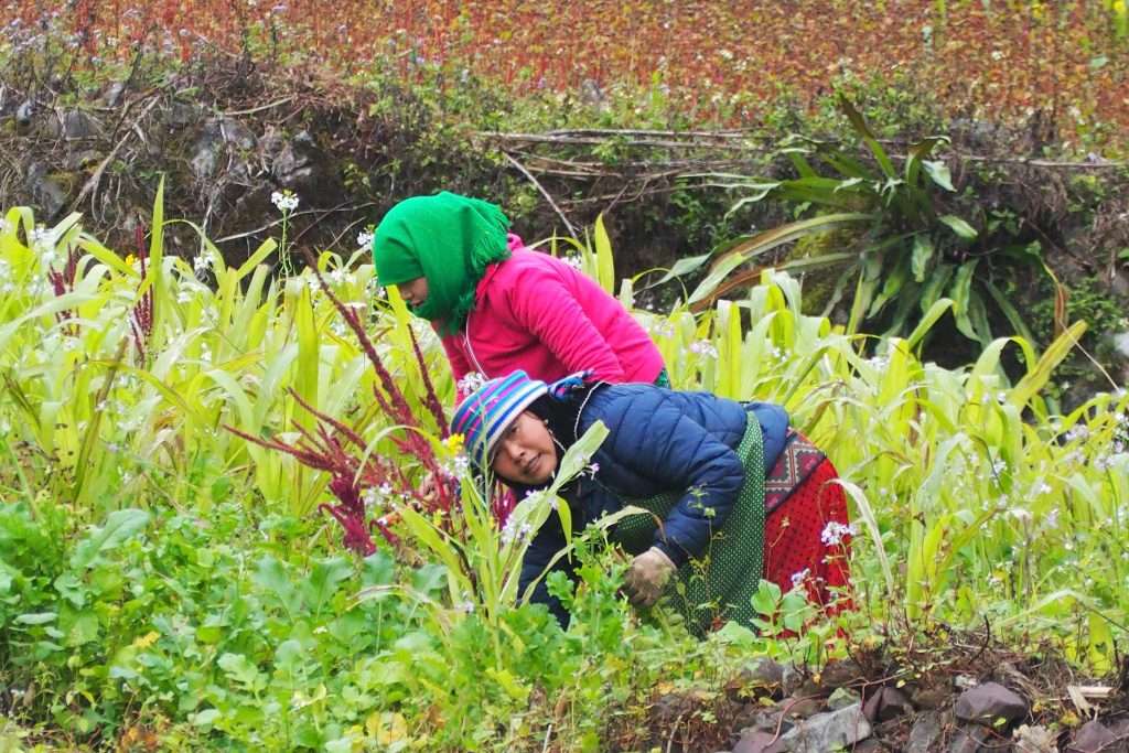 Mujeres Hmong trabajando en el campo, 20 días en Vietnam