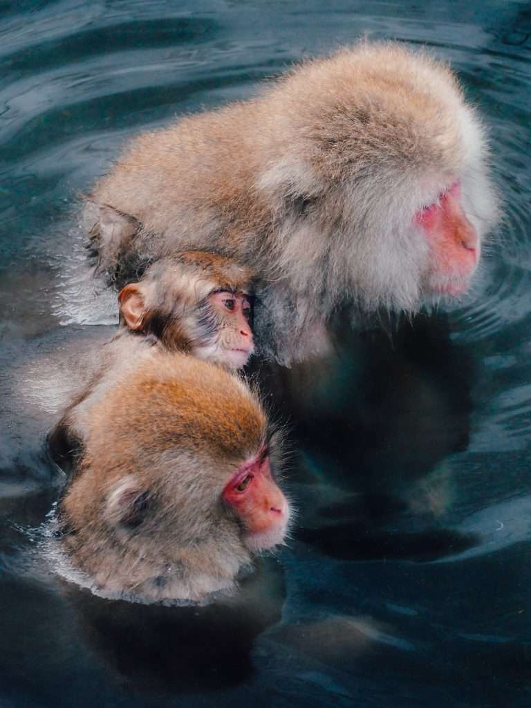Monos de la nieve, 19 días en Japçon