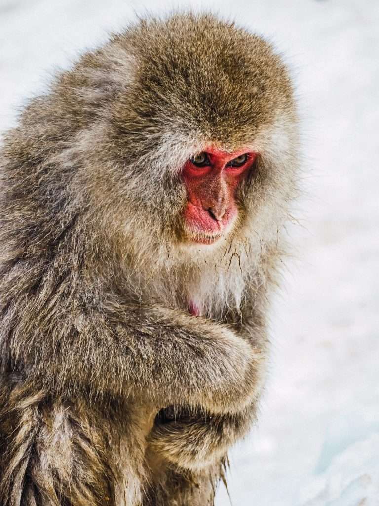 Monos de la nieve, 19 días en Japón