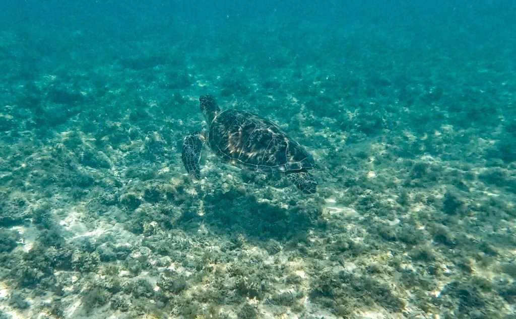 Tortuga en Balicasag, 1 mes en Filipinas / 1 month in the Philippines