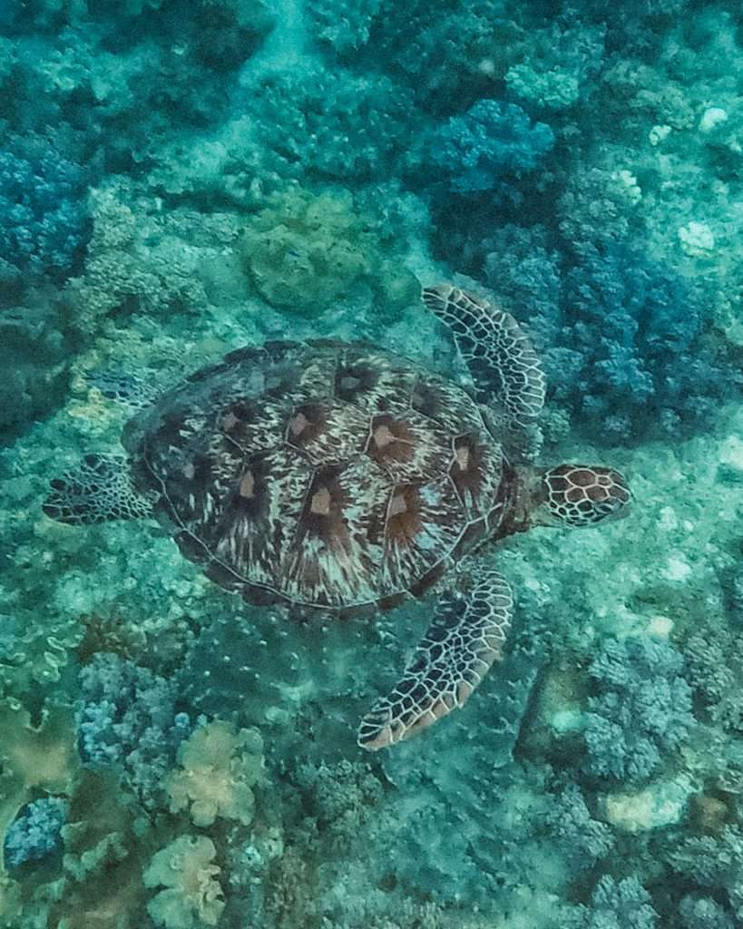 Tortuga en Blue Star Dive Resort, 1 mes en Filipinas / 1 month in the Philippines