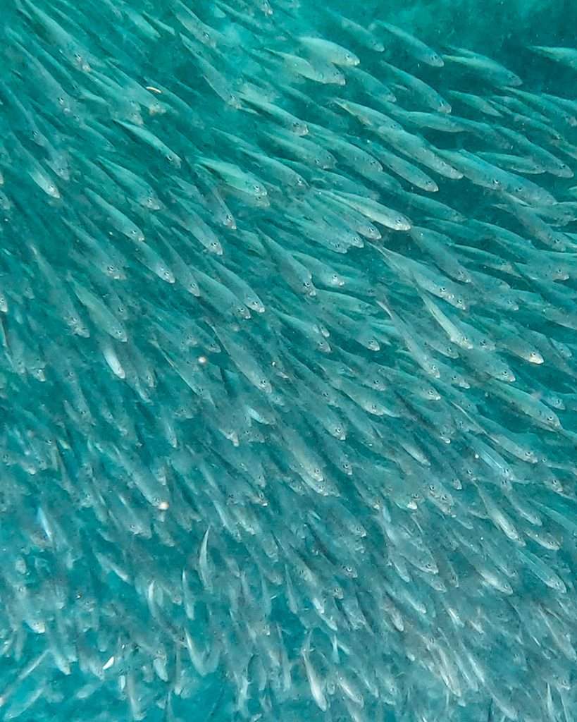 Sardine Run Moalboal, 1 mes en Filipinas / 1 month in the Philippines