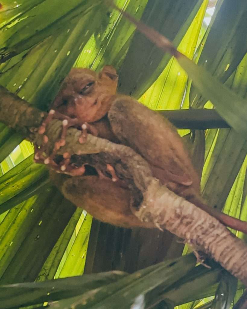 Tarsier en Bohol / 1 month in the Philippines