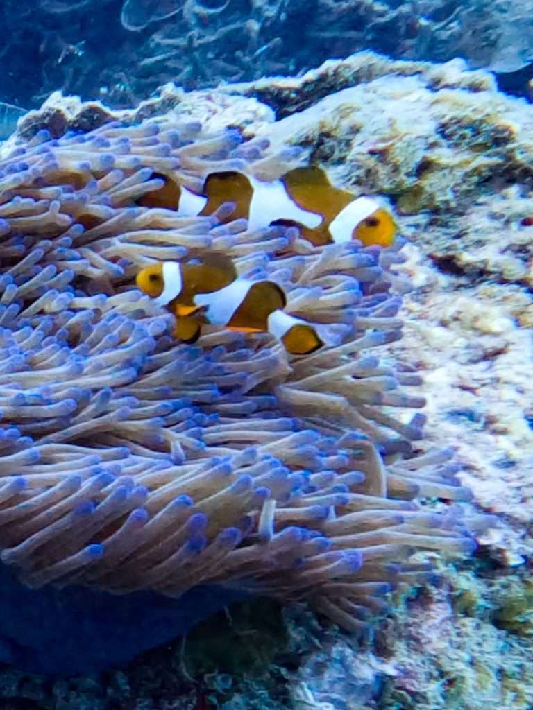 Nemos en islas Perhentian