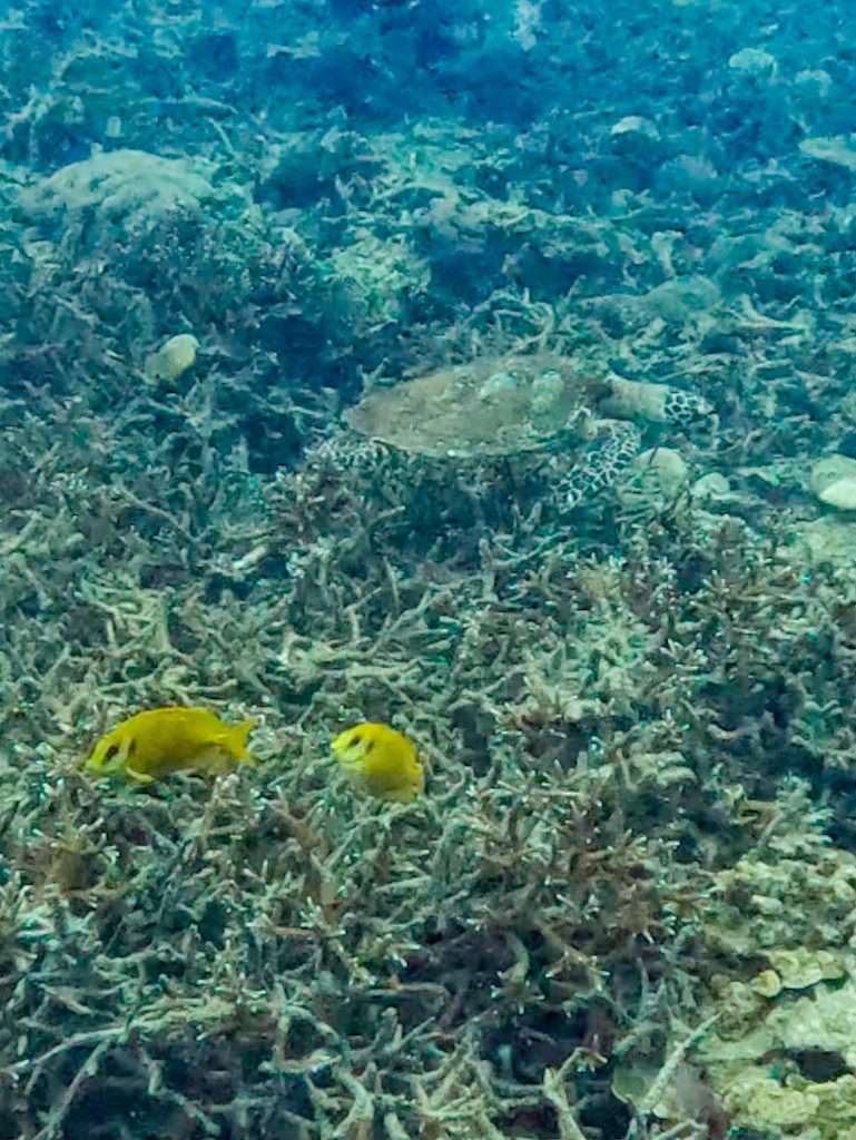 Buceo islas Perhentian