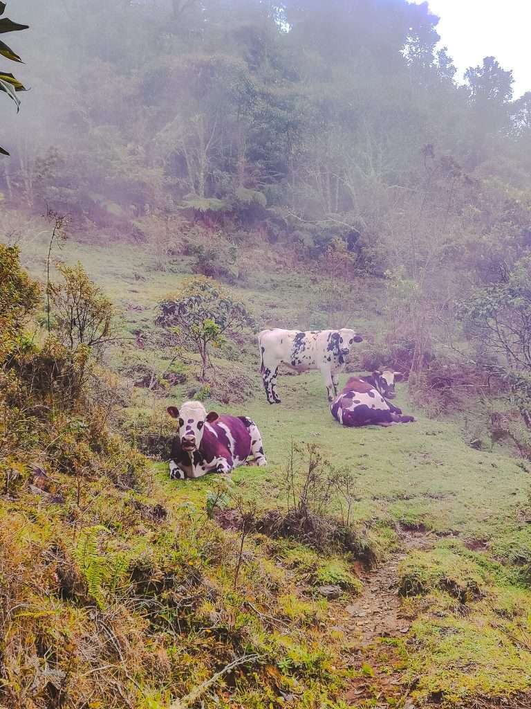 Vacas salvajes Cerro Morrogacho