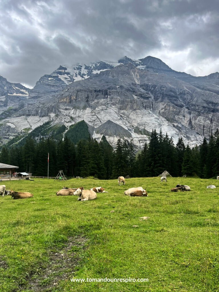 Vacas pastando en un prado alpino camino del Oeschinensee