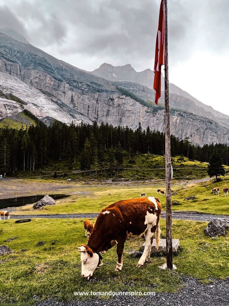 Vaca pastando junto a una bandera suiza cerca del Oeschinensee